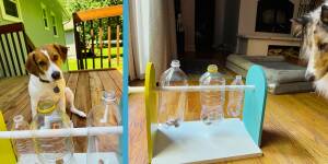 Photo: DIY Dog Feeder Toy